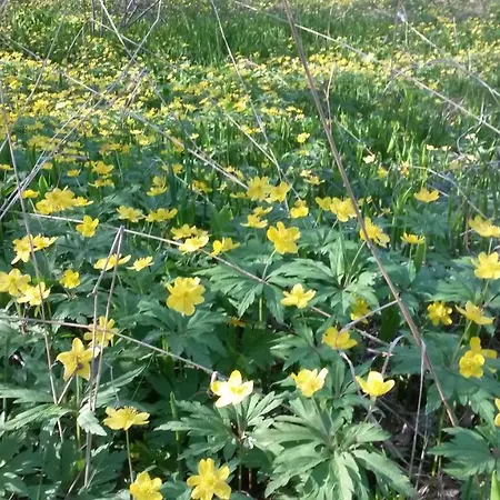 Kihnu Kuraga Pansiyon Lemsi