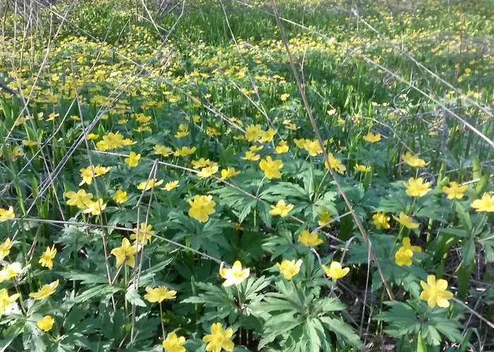 Kihnu Kuraga Kwatera prywatna Lemsi